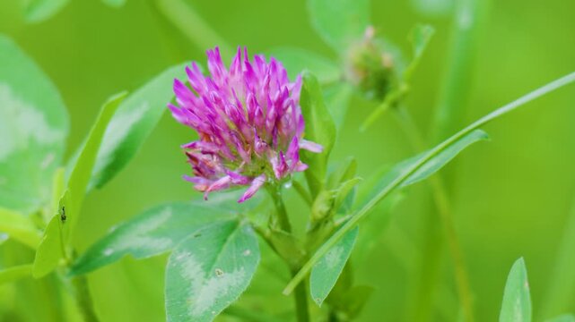  video of a clover flower in a meadow