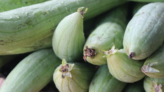 Fresh Sponge Gourd Harvest From Farm To Kitchen