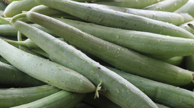 Fresh Sponge Gourd Harvest From Farm To Kitchen