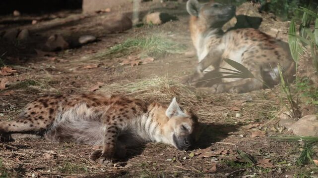 Representative of spotted hyaena breed lies resting on ground. Wild animals basking in sun, wildlife, fauna of Africa