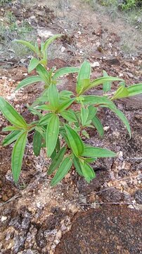 Young green plant growing in soil