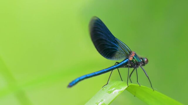 video of a beautiful dragonfly in summer