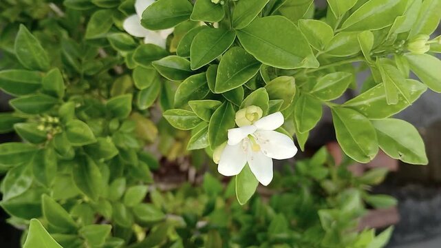 Blooming Orange Jasmine Flowers on the Plant