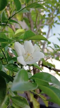 Blooming Orange Jasmine Flowers on the Plant