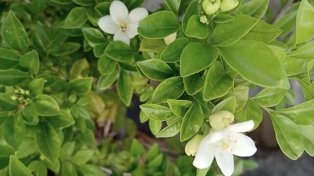 Blooming Orange Jasmine Flowers on the Plant