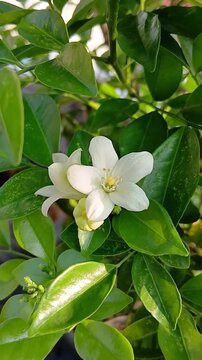 Blooming Orange Jasmine Flowers on the Plant