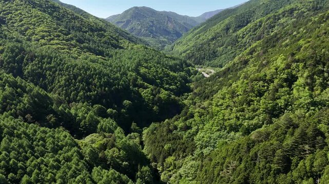 Lush green valleys stretch under bright blue skies. Ancient trees blanket steep, winding mountain slopes. Narrow road winds through the dense forest floor. Sunlight filters through leaves