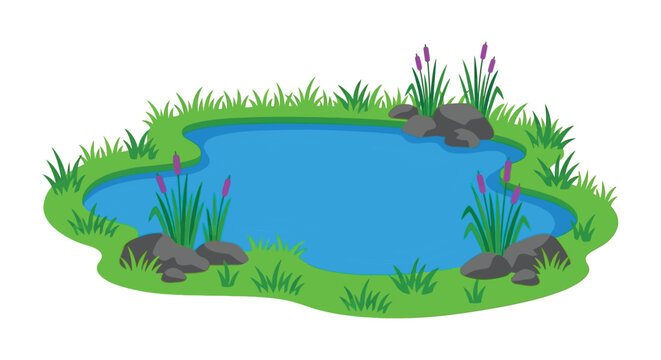 pond with grass and rocks vector illustration water plants nature