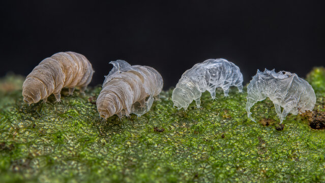 Water bear tardigrade cuticle molting process on green liverwort leaf surface revealing calm resilient microscopic animal biology life cycle with intricate extreme macro detail