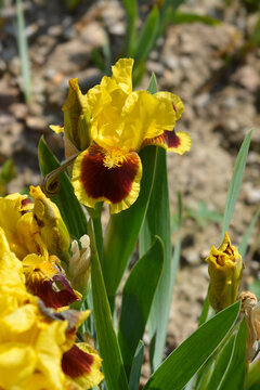 A vibrant yellow and mahogany brown dwarf iris flower blooms in a sunny garden setting - latin name - Iris Ultimate