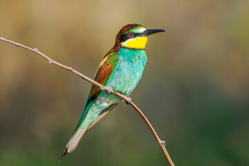 Fototapeta premium European bee-eater perched on a branch