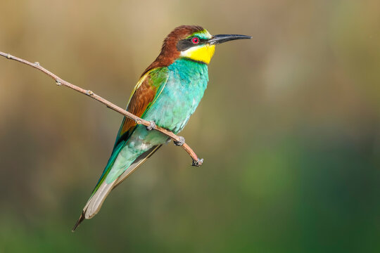 European bee-eater perched on a branch