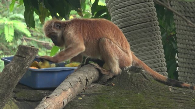 Detailed 4K footage of an orange langur monkey reaching into a blue container to eat. The primate is perched on a branch in a zoo setting, showing its foraging behavior.
