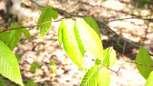 Vibrant light green leaves on a thin tree branch illuminated by bright sunlight in a spring forest setting