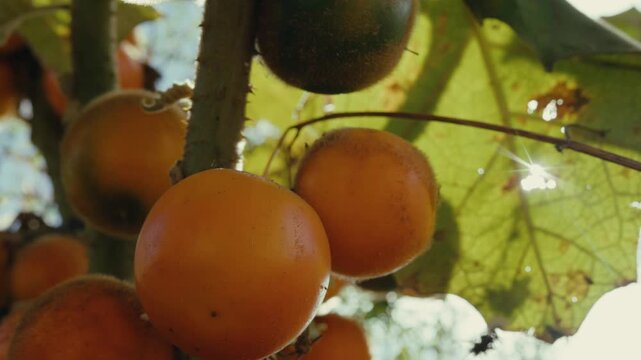 Sunlight filters through leaves above glowing tropical fruits (naranjilla,lulo). Fruits hang ripe on a tree branch. Natural light creates soft shadows and golden highlights