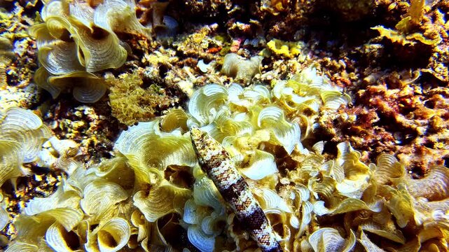 Marine lizardfish swimming away from its resting spot on a bed of calcified brown padina algae on a tropical coral reef in the Indo-Pacific ocean, close-up view
