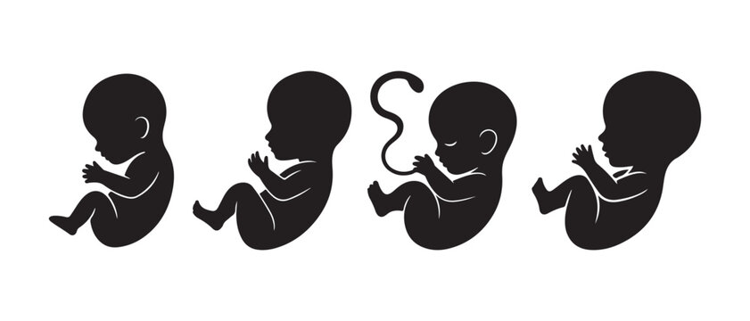 Set of black silhouette icons showing the stages of human fetus development during pregnancy.