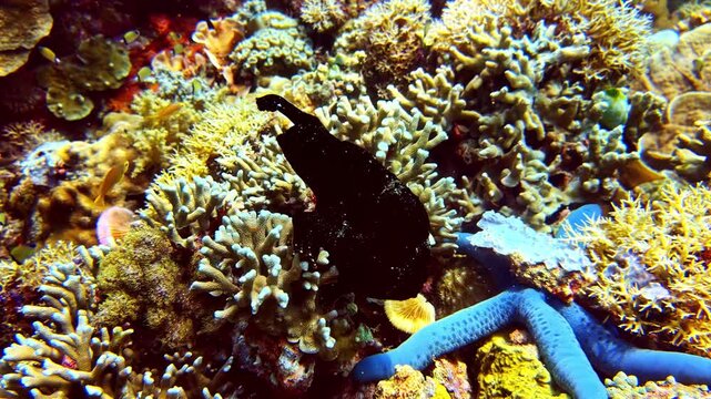 Close-up shot of a black frogfish camouflaged against hard staghorn coral next to a bright blue linckia starfish on a healthy coral reef in the tropical Indo-Pacific ocean