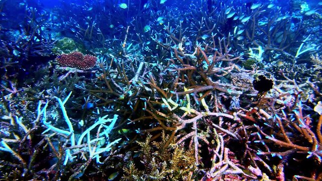 Underwater shot of a branching staghorn coral reef thicket showing localized bleaching and environmental stress in the tropical Indo-Pacific ocean