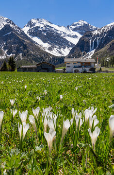 The Sertig Valley with white crocus flower at the foreground and Ducan Mountain at the background in spring time. It is a popular recreation for sports area. - focus stacked