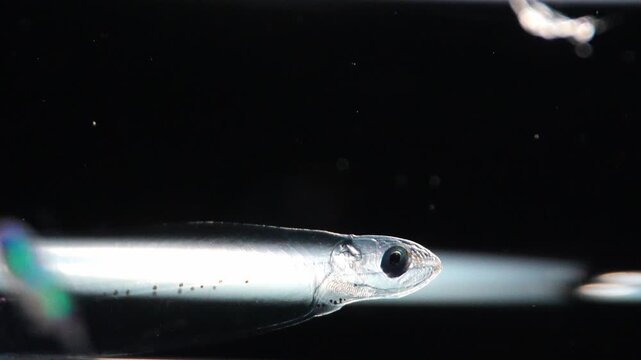 Sharp close-up of a bizarre, snake-like transparent fish from the abyss. This ghostly alien creature was captured during a dark ocean scientific expedition