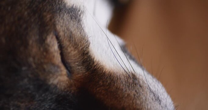 Extreme close detail shows shiba inu fur neck whiskers and warm indoor light for pet texture animal grooming domestic companion and intimate lifestyle visuals