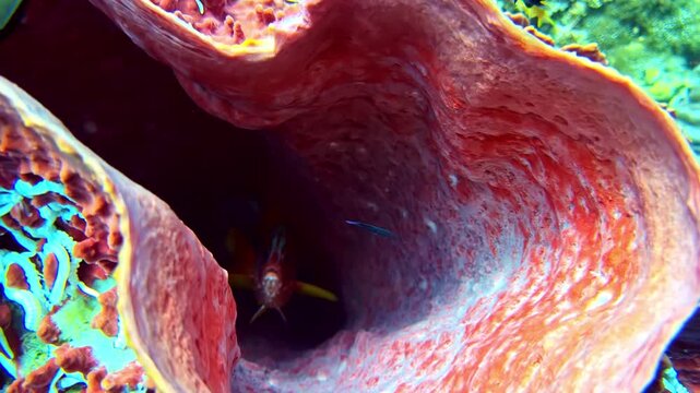 Close-up view, tropical hawkfish hiding and looking out from inside the deep hollow cavity of a giant barrel sponge on an Indo-Pacific coral reef