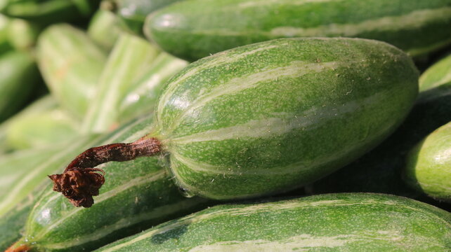 Fresh Pointed Gourd Harvest From Farm To Kitchen