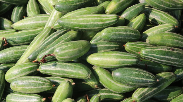 Fresh Pointed Gourd Harvest From Farm To Kitchen