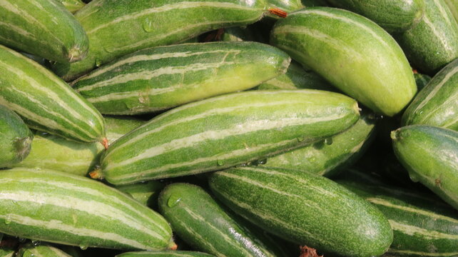 Fresh Pointed Gourd Harvest From Farm To Kitchen