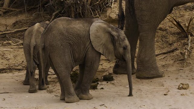 Two baby desert elephants of nearly the same age stand side by side, examining the pile of dung left behind by the mother or aunt standing next to them. Of her, only her legs are visible.