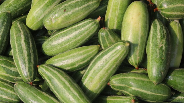 Fresh Pointed Gourd Harvest From Farm To Kitchen