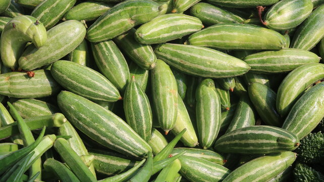 Fresh Pointed Gourd Harvest From Farm To Kitchen