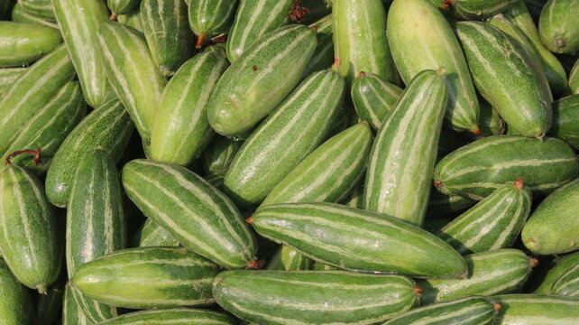 Fresh Pointed Gourd Harvest From Farm To Kitchen