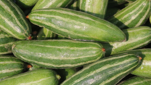 Fresh Pointed Gourd Harvest From Farm To Kitchen