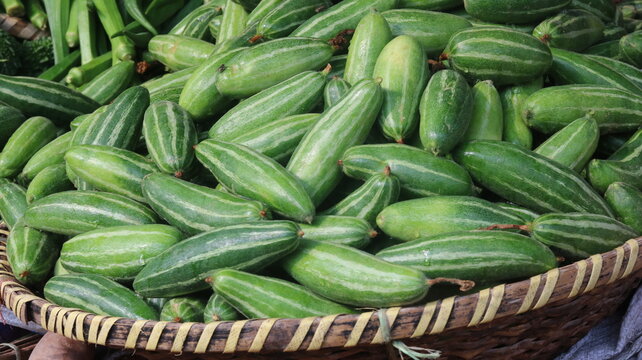 Fresh Pointed Gourd Harvest From Farm To Kitchen