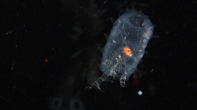 Large Phronima amphipod swimming inside its hollowed-out gelatinous barrel in dark blackwater, with surface reflections visible in the background.