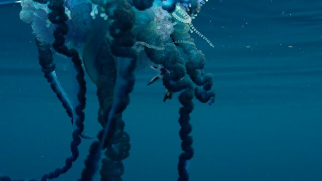 Macro underwater view of venomous blue tentacles of a Portuguese man o' war with a tiny Nomeus gronovii fish