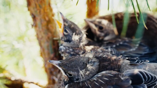 Hungry newborn blackbird chicks chirping in nest