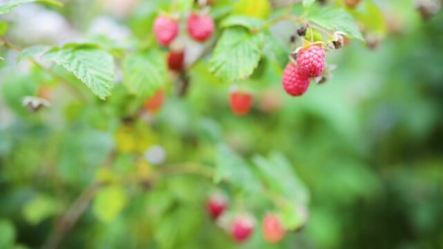 A girl picks ripe red berries from a raspberry bush in her backyard.