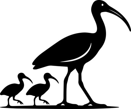 black ibis with his babies
