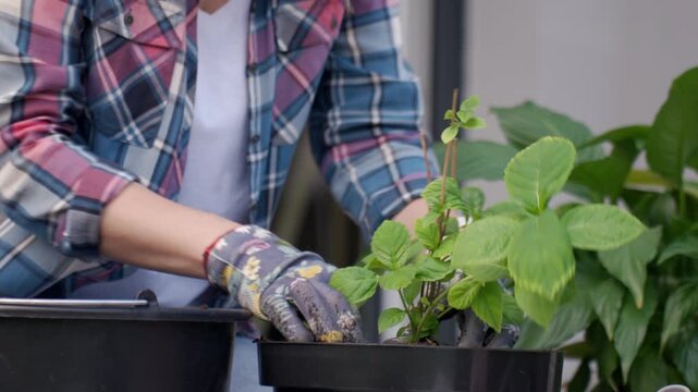Woman repots a houseplant, taking it out of a small temporary pot and placing it into a larger flower pot. Concept of plant care, gardening and repotting.
