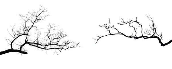 Obraz premium Silhouettes of branches of trees isolated on white. Black and white vector illustration 