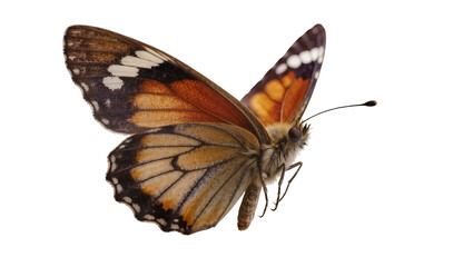 Orange and brown butterfly with white spots on wings © Peregrine