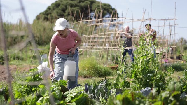 Elderly woman sprays tomato seedlings with insecticide in her garden. High quality 4k footage