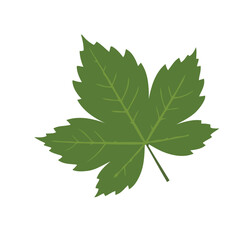 Fototapeta premium Green Maple Leaf A Natural Element for Father's Day Accessories and Decor