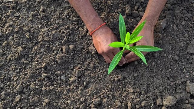 Farmer planting young sapling in fertile soil. World environment day concept