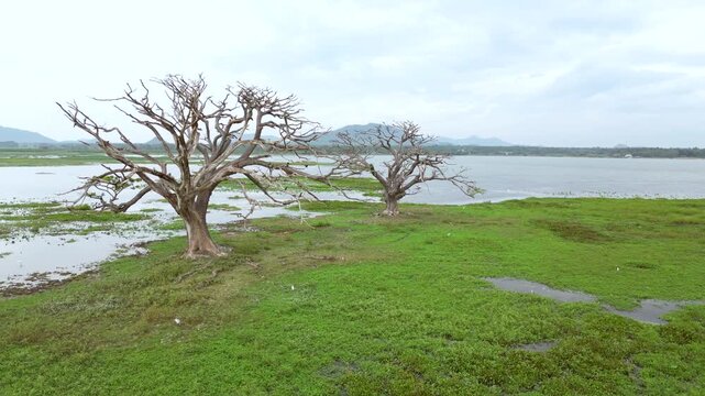 Sri Lanka Tissa Lake Drone