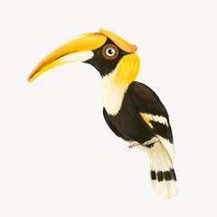 Obraz premium Hornbill bird collage element, cute animal illustration