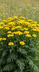 Obraz premium Bright Yellow Wildflower Cluster Blooming in Green Summer Meadow